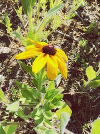 Close-up of yellow flower