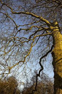 Low angle view of bare tree against sky