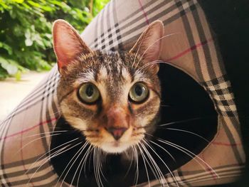 Close-up portrait of tabby cat