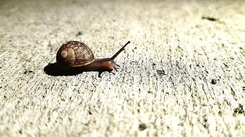 Close-up of snail