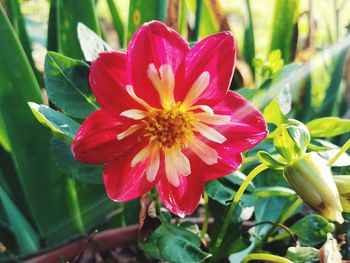 Close-up of red flower blooming outdoors