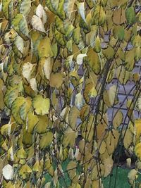 Full frame shot of yellow leaves