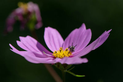 Close-up of bee on cosmos flower blooming outdoors