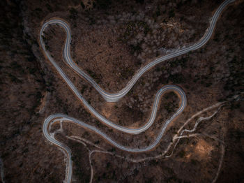 High angle view of starfish on road