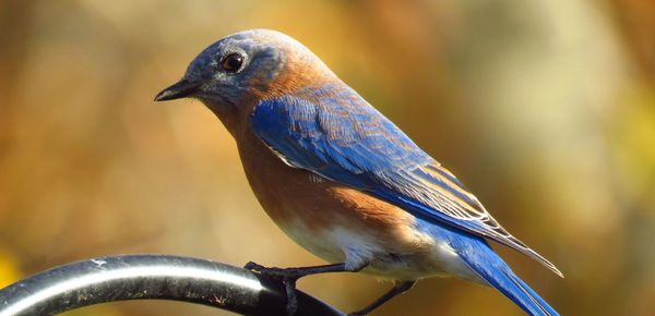 Perched bluebird, fall colors, close up, selective focus