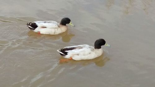 High angle view of duck swimming in lake