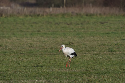 Side view of a bird on field