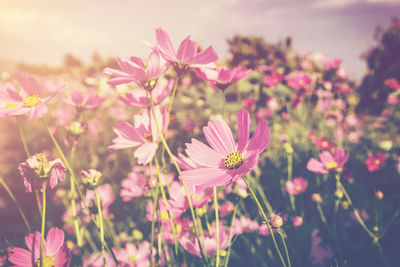 Pink flowers blooming outdoors