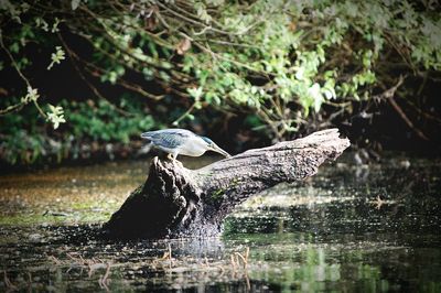 Heron perching on wood over pond