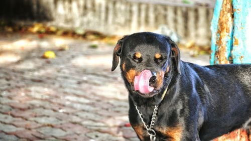 Close-up portrait of dog