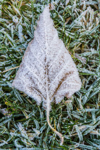 Close-up of snow on plants
