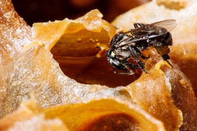 Close-up of stingless honey bee 