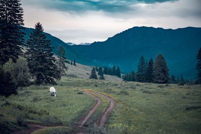 Scenic view of landscape against sky