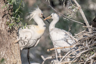 Close-up of birds perching on branch