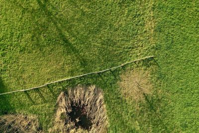 High angle view of grass