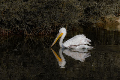 Birds in lake