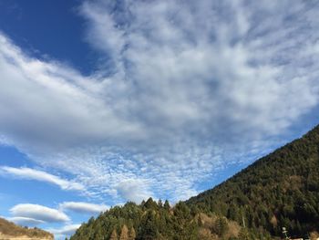 Low angle view of trees against sky