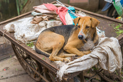 Dog resting