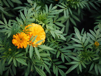 High angle view of marigold blooming outdoors