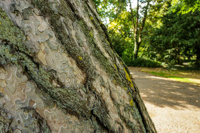 Close-up of tree trunk in forest