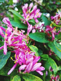 Close-up of pink flowers blooming outdoors