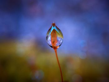 Close-up of water drop on plant