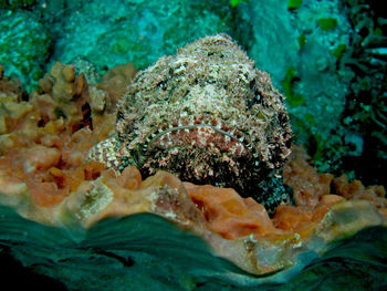 Close-up of coral underwater