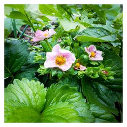 Close-up of flowers blooming outdoors