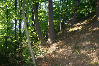 Trees in forest