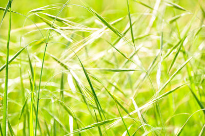 Close-up of grass growing on field