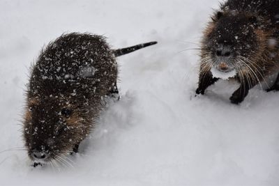 Close-up of an animal on snow