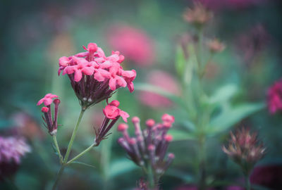 Close-up of pink flowers blooming outdoors