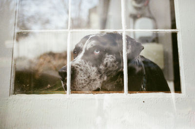 Close-up of horse in cage