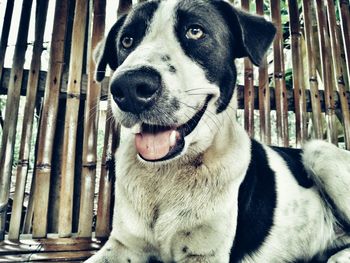 Close-up portrait of a dog