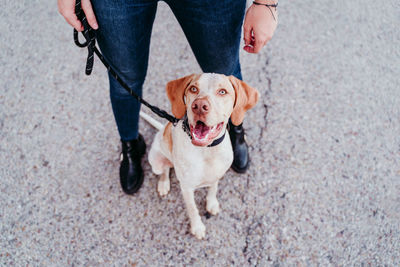 Low section of person holding dog