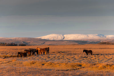 Horses in a field