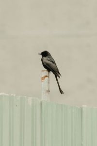 Low angle view of bird perching on wooden post