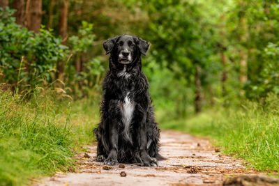 Portrait of dog sitting on land