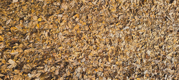 Carpet of leaves  