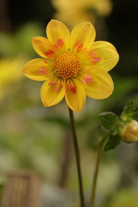 Close-up of yellow flowering plant