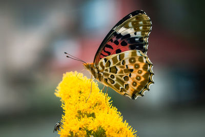 Close-up of butterfly pollinating on flower