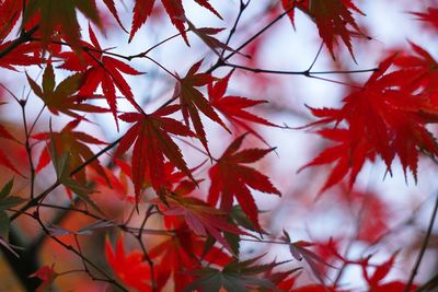 The beautiful red tree leaves in the mountain in the nature