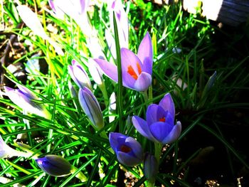 Close-up of purple flower