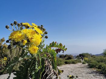 Close-up of yellow flowering plant against clear sky
