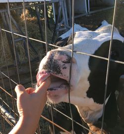 Close-up of woman with dog