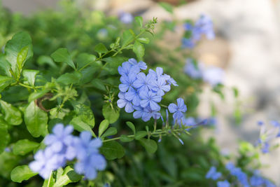 Close-up of purple flowering plant