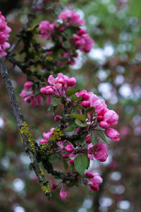 Close-up of pink cherry blossoms in spring