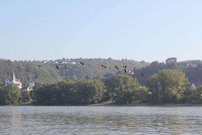 Birds flying over lake against clear sky