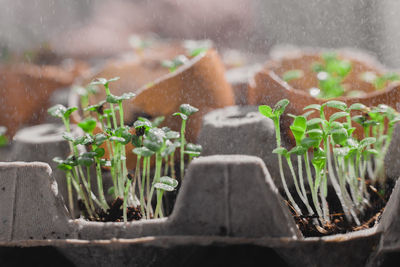 Microgreen arugula sprouts into eggs shell. raw sprouts, microgreens, healthy eating concept. superfood grown at home