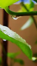 Close-up of raindrops on plant